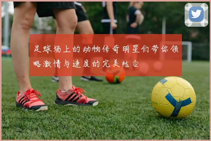 足球场上的动物传奇明星们带你领略激情与速度的完美结合